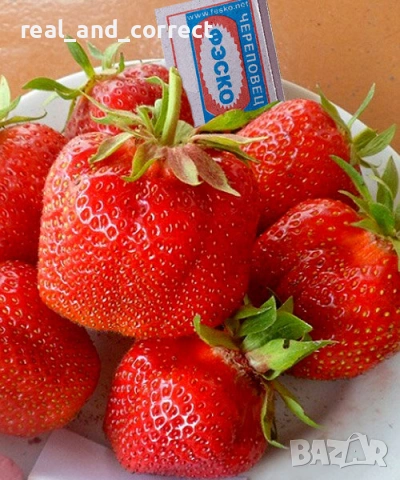 ПРОМОЦИЯ Разсад Ягоди и Малини Елитни Сортове, снимка 2 - Разсади - 53638722