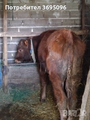Prodavam 2 teleta , снимка 5 - Крави - 54270430