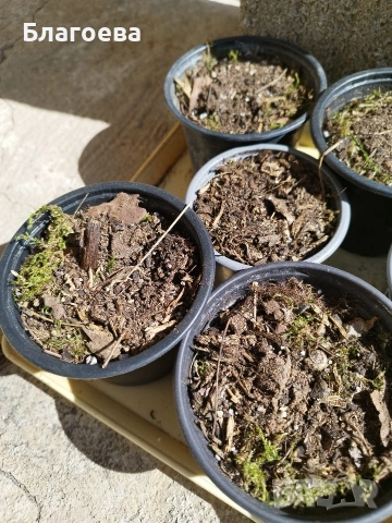 Блетила/Земна орхидея, снимка 5 - Сортови семена и луковици - 53702101