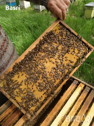 Пчелни отводки 2024 (МК)рамки