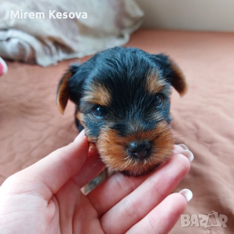 Мини йоркширски териер (мини йорки) момченца, снимка 4 - Йоркширски териер - 52353564