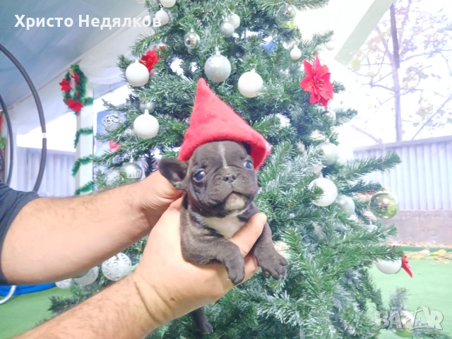 Френски булдог , снимка 10 - Френски булдог - 52641487