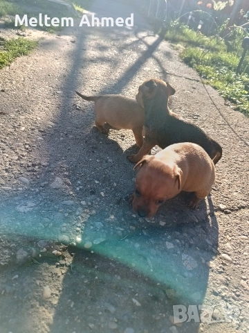 Продавам кучета пинчери , снимка 3 - Пинчер - 52879618