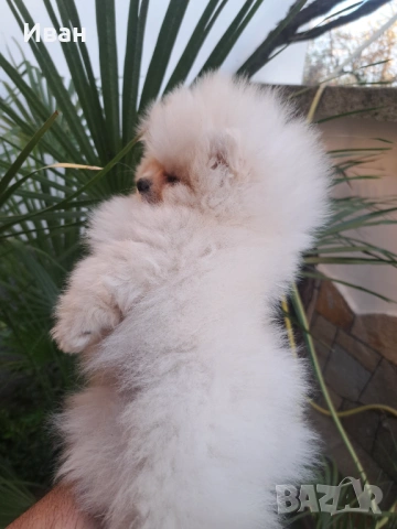 Померан, снимка 4 - Померан - 54127311