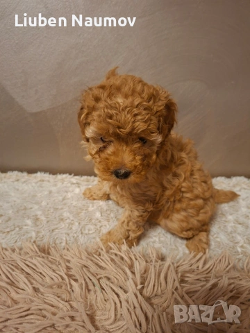 Той пуделчета,момче и момиче., снимка 4 - Померан - 54276087