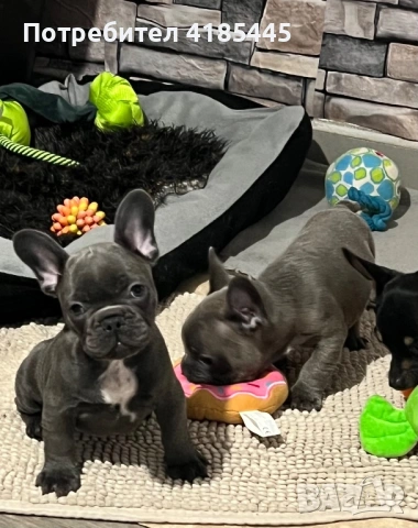 Френски булдог - МЪЖКИ
