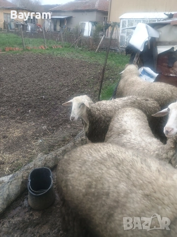 продавам шилета 