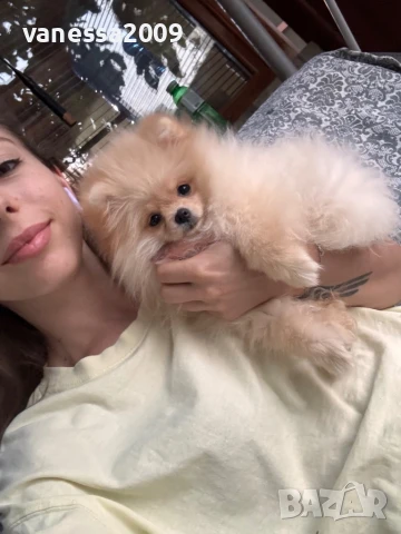 Продавам померани, снимка 3 - Померан - 33241409