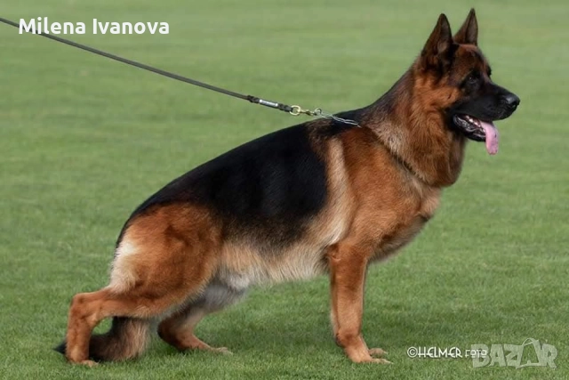 Младо мъжко куче син на Вицесветовен шампион , снимка 6 - Немска овчарка - 51638015