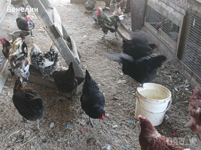 Кокошки,патки,юрдечки,пуйки, снимка 4 - Други животни - 46316736