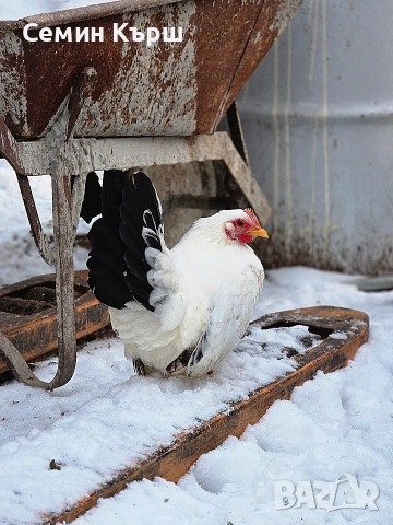 Шабо, снимка 5 - Кокошки и пуйки - 53461928