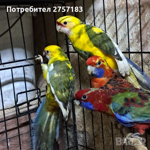 продавам пенатови розела и страка, снимка 6 - Папагали - 53577720