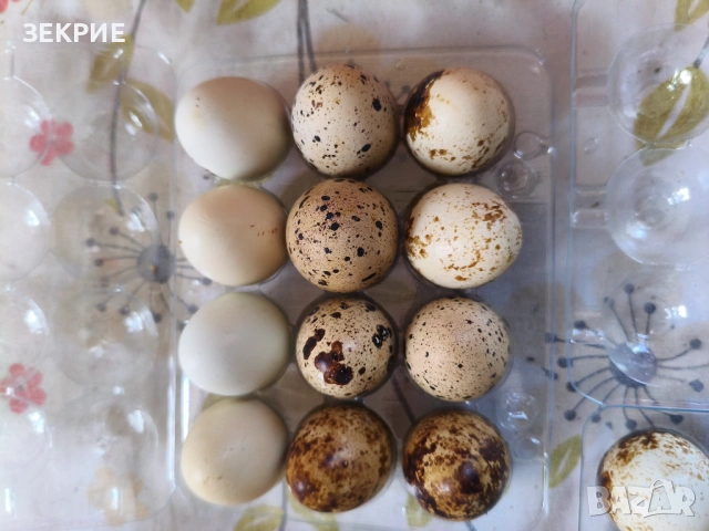 Продавам Оплодени Домашни   Яйца от Пъдпъдъци , снимка 10 - Други - 46928739
