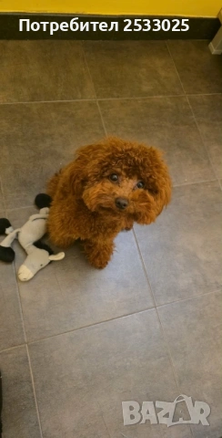 Той пудел , снимка 3 - Пудели - 53105476