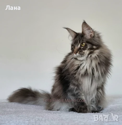 Мейн кун коте, снимка 11 - Мейн кун - 35948872