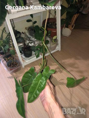 Philodendron Paraiso Verde , снимка 1 - Стайни растения - 45687273