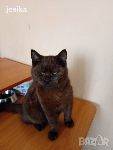 малки сладки котенца полуперсийчета 