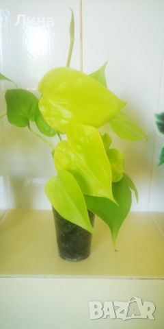 Филодендрон лемън лайм /Philodendron hederaceum lemon lime /, снимка 1 - Стайни растения - 46455105