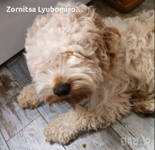 Лагото+кокер момиченце
