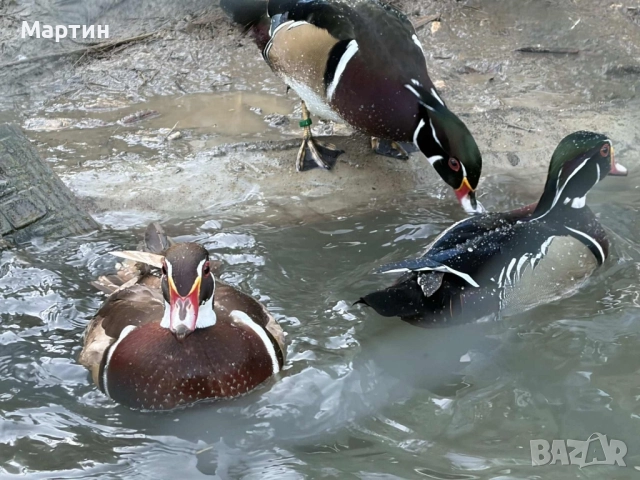 Патици Каролинки , снимка 8 - други­ - 51497214