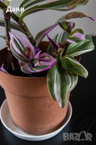 🌸 Tradescantia Nanouk – в момента цъфти - 4+ растения в саксия 🌿, снимка 4 - Стайни растения - 52059874