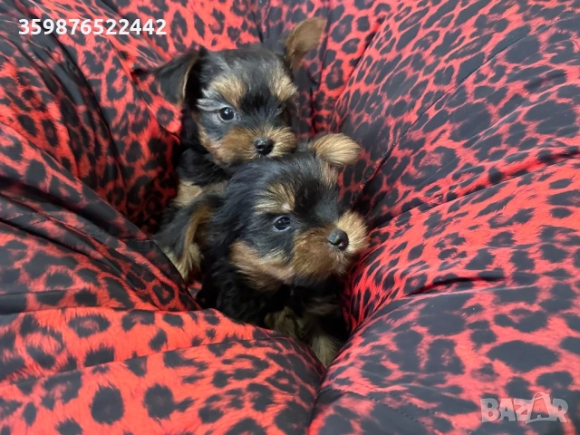 Мини йоркширски териерчета, снимка 3 - Йоркширски териер - 53721399