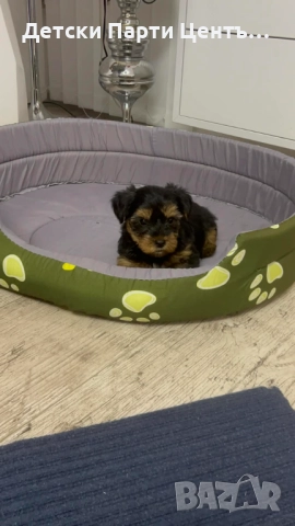 Йоркширски териер, мъжки. Много забавен. Даже вече се изхожда на памперс, е тъй