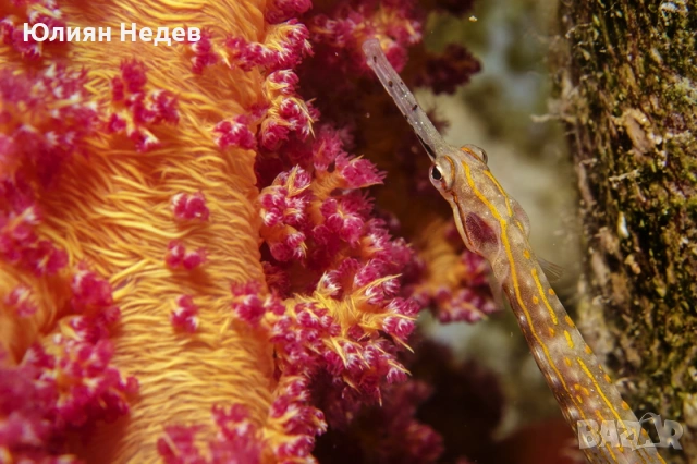 продавам подводен бокс “Ikelite” USA за Sony RX100V или RX100VA, снимка 7 - Чанти, стативи, аксесоари - 53390180