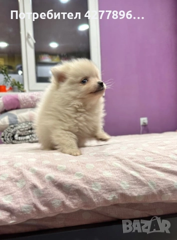 Померан , снимка 4 - Померан - 53680027