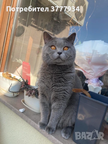 Чистокръвен британец за разплод