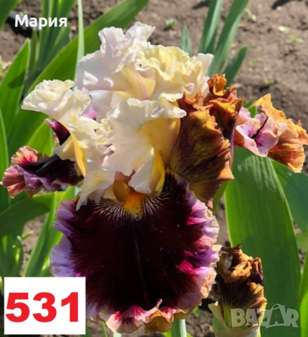 Сортови вискоки ириси /брадати ириси, снимка 12 - Градински цветя и растения - 51459407