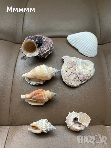 Морски раковини, снимка 3 - Други - 53444565