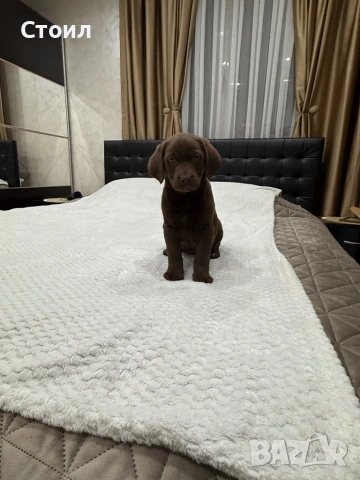 Чистокръвни Лабрадор Ретривър: