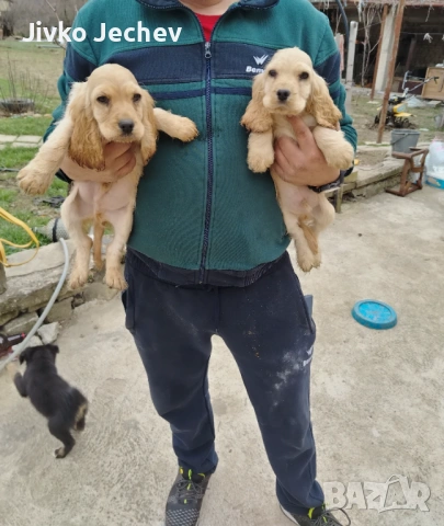 Кокер Шпаньол , снимка 3 - Кокер шпаньол - 53865544