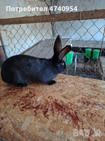 зайци, снимка 4 - Други - 53513096