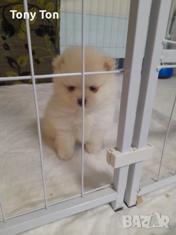 Померански шпиц , снимка 3 - Померан - 53939083