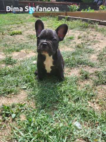 Свободни френчита, снимка 1