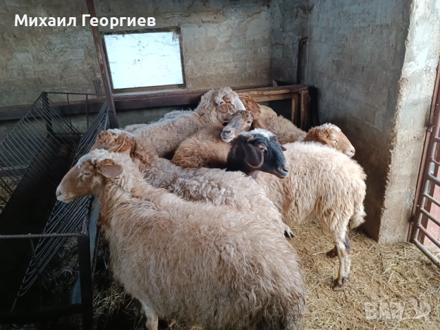Продавам овце 