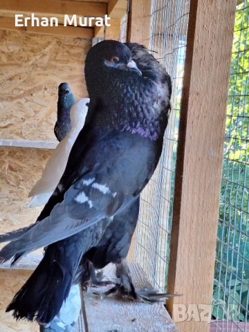 gılıbi, снимка 4 - Гълъби - 51081727