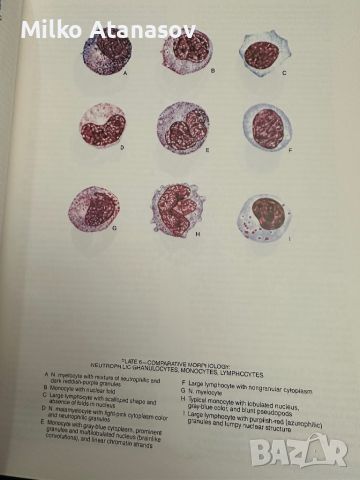 Хематологичен Атлас-The Morphology of Human Blood Cells-Abbot laboratories,1985,p.92, снимка 8 - Специализирана литература - 45372137