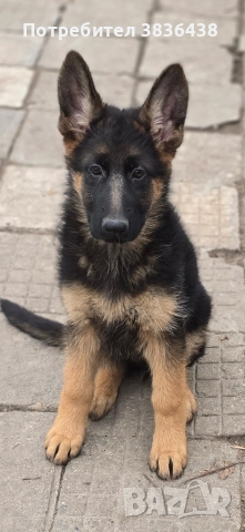 Чистокръвни немски овчарки на сто дена