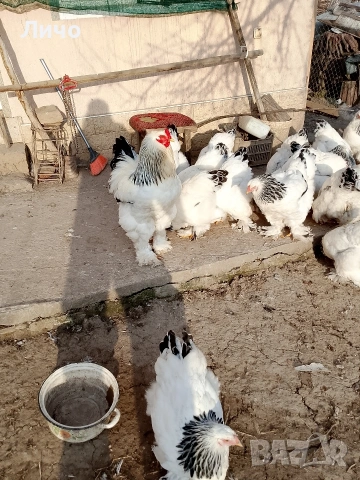 продавам яйца, снимка 7 - Кокошки и пуйки - 53885300