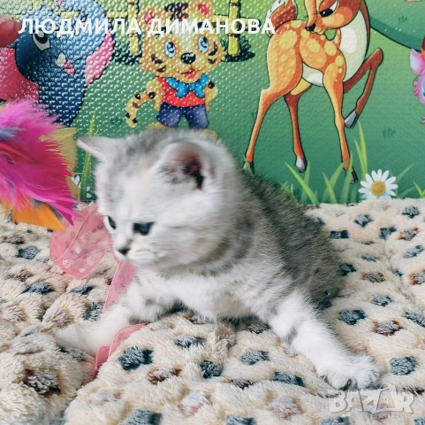 Шотландско мъжко Скоттиш Страйт. , снимка 5 - Британска късокосместа - 53737992