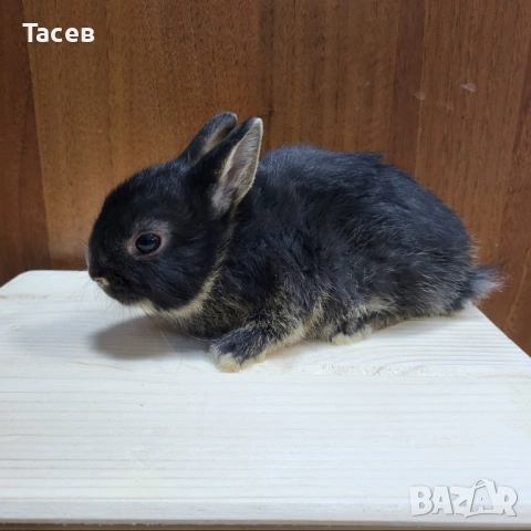 Декоративни зайчета