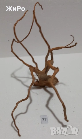 Корен от Азалия /декорация/ 77, снимка 2 - Други - 54102609