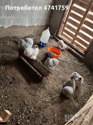 Оплодени яйца от мини кохин , снимка 3 - други­ - 54058371