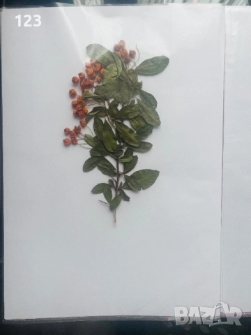 Хербарии по Биология, снимка 3 - Ученически пособия, канцеларски материали - 52644053