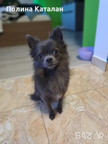 Дългокосместо чихуахуа, снимка 4 - Търси партньор - 49699316