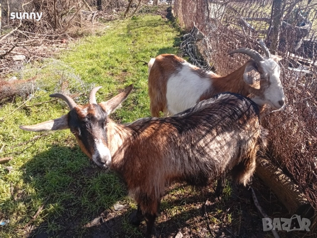 Кози за продан