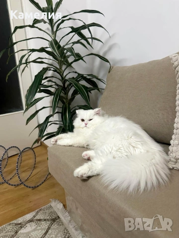 Бял персийски котарак за разплод, снимка 5 - Персийска - 53778447